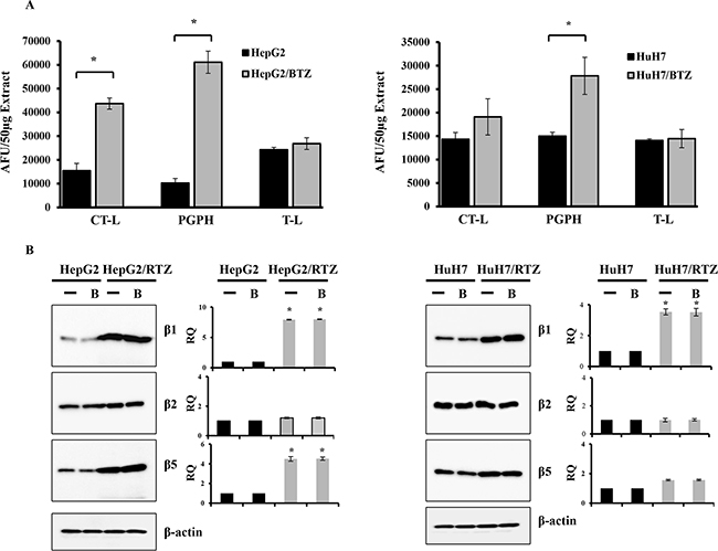 Bortezomib-resistant HCC cells show higher expression of constitutive proteasome subunits.