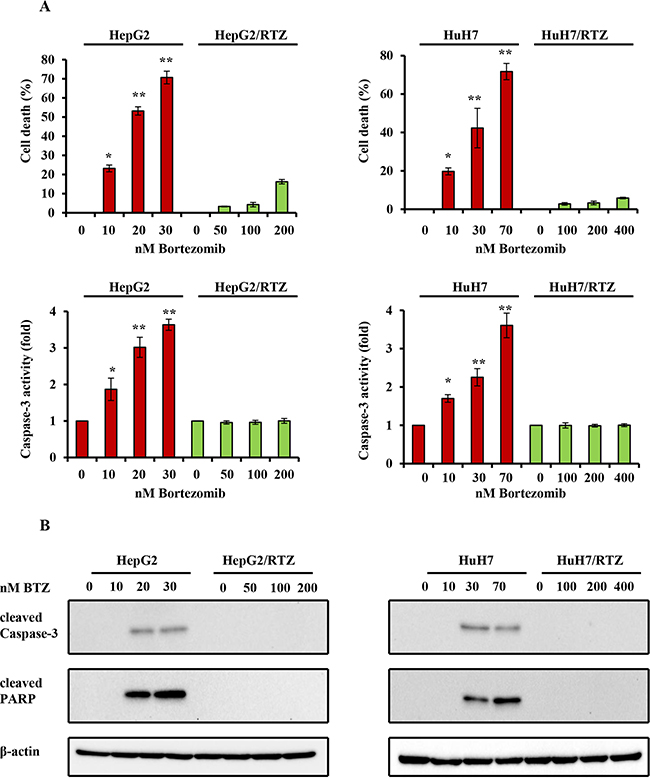 The dose-dependent analysis of caspase-3 activity and the expression of apoptosis-associated proteins in bortezomib-resistant HCC cells and their parental cells.