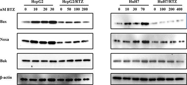 The dose-dependent analysis of Bcl-2 family proteins in bortezomib-resistant HCC cells and their parental cells.
