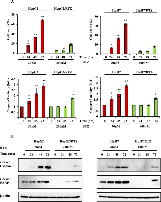 The time-dependent analysis of caspase-3 activity and the expression of apoptosis-associated proteins in bortezomib-resistant HCC cells and their parental cells.
