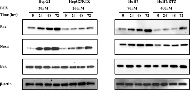 The time-dependent analysis of Bcl-2 family proteins in bortezomib-resistant HCC cells and their parental cells.