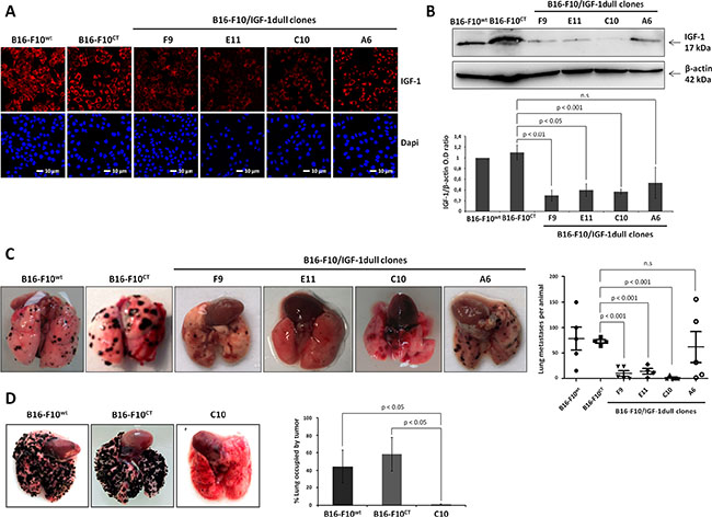 IGF-1 downregulation impairs lung colony formation by B16-F10 melanoma cells in immunocompetent and immunodeficient mice.