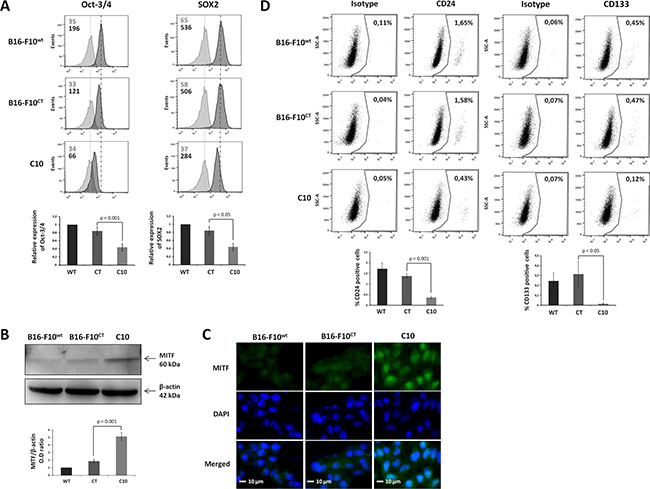 IGF-1 downregulation decreases the expression of cancer stem-like and pluripotency markers in B16-F10 melanoma cells.