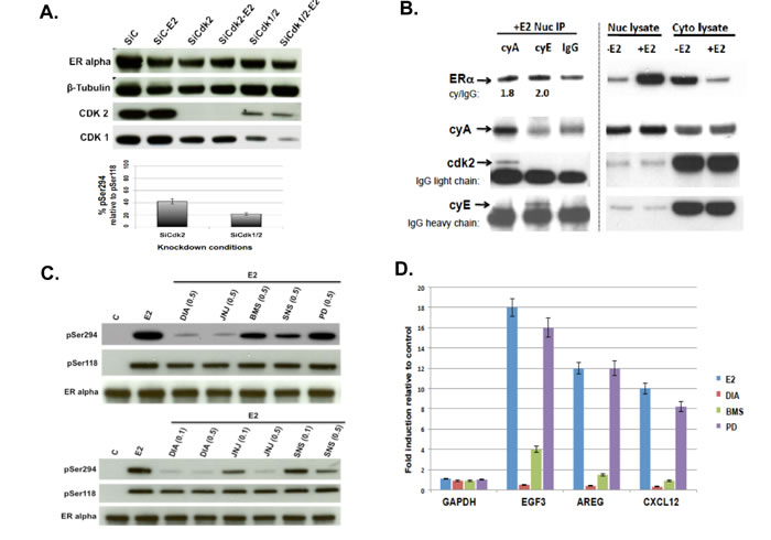ER&#x3b1; ligand binding triggers rapid association with cyclin A/E-associated CDK2, whose suppression or enzymatic inhibition not only prevents pS294 formation but also the transcription of ER&#x3b1; inducible genes (EGF3, AREG, CXCL12).