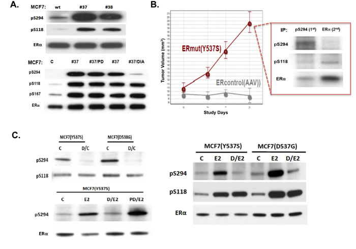 Transient and constitutive MCF7 overexpression of Y537S or D538G mutated ER&#x3b1; (mutER) induces ligand-independent tumorigenic growth with pS294 formation, prevented by the CDK2 inhibitor Dinaciclib but not by the CDK4/6 inhibitor Palbociclib.