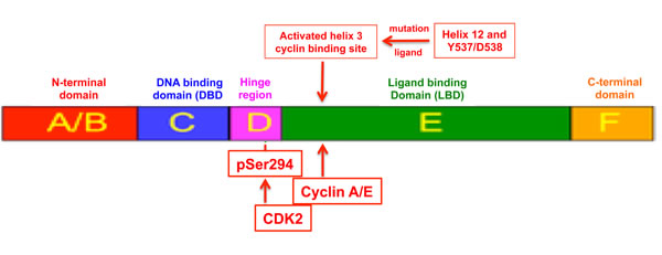 Schematic of proposed mechanism by which activation of the ER ligand binding domain (LBD) recruits cyclin A/E and CDK2 to phosphorylate its hinge S294 site.