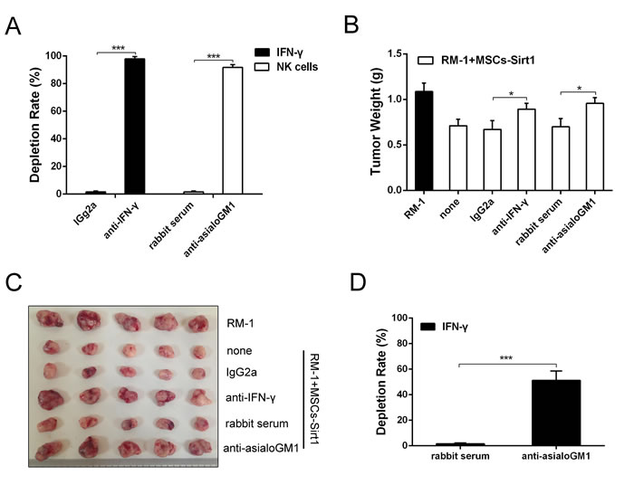 Effect of IFN-&#x3b3; and NK cells on tumor inhibition.