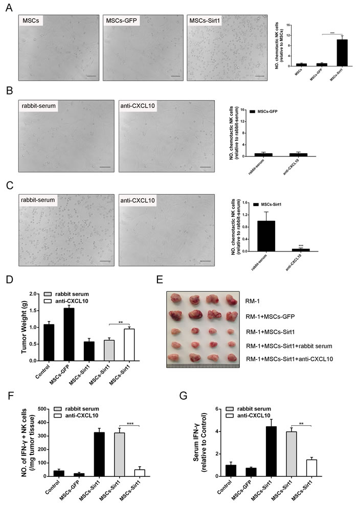 Effect of CXCL10 on RM-1 tumor suppression.