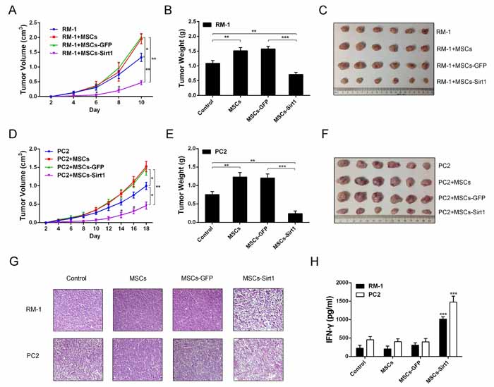 Effect of MSCs-Sirt1 on prostate cancer growth.