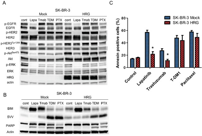 Effects of anticancer drugs on intracellular signaling and apoptosis in the SK-BR-3 Mock and HRG cell lines.