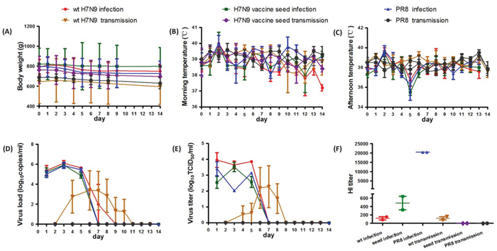 Body weight, body temperature, viral load, viral titers and serum HI titer of ferrets from the virulence and transmissibility test.