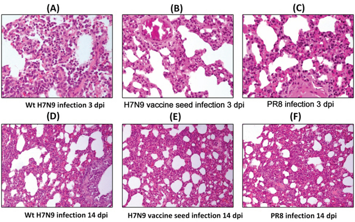 Lung histopathology of ferrets inoculated intranasally inoculated with 106 TCID50 of wt H7N9 virus, H7N9 vaccine seed or PR8 at 3 dpi and 14 dpi.