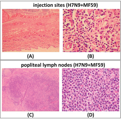 At day 57 (recovery phase) of the repeated dose toxicity test, H&#x0026;E staining was performed of intramuscular injection sites and popliteal lymph nodes from rats treated with H7N9 vaccine with MF59 adjuvant.