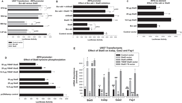 Decreased activity of the human IRF8 promoter in Bcr-abl expressing cells did not require Stat5 tyrosine phosphorylation, but did require an NCoR-interaction domain in Stat5.