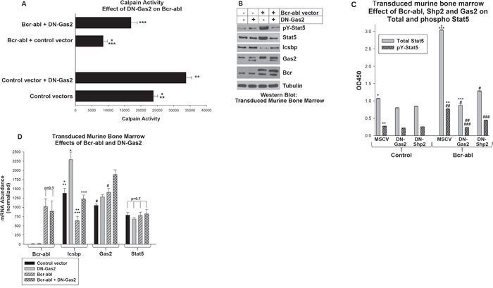 Increased Stat5 protein in Bcr-abl&#x002B; myeloid progenitor cells required Calpain inhibition by Gas2.