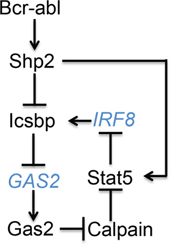 Graphical depiction of cross regulation between Icsbp and Stat5 in Bcr-abl&#x002B; progenitor cells.