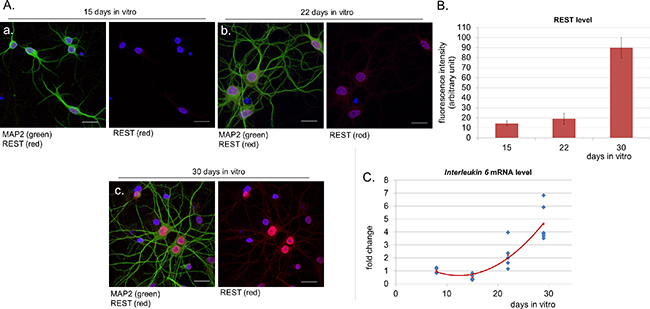 Nuclear level of REST increases in aged neurons in parallel to IL-6 expression.