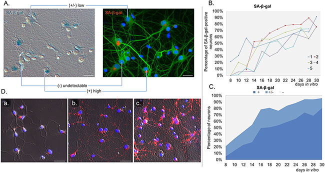 Gradual SA-&#x03B2;-gal induction in long-term neuronal cultures.