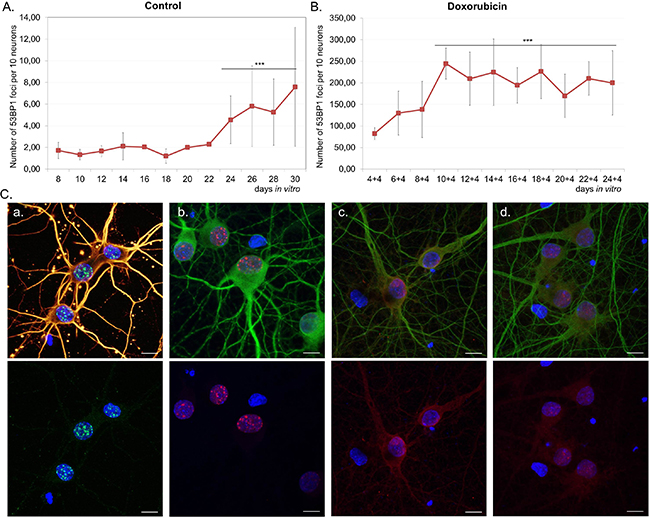 The number of DSB foci and DDR activation in long-term- and doxorubicin-treated neuronal cultures.