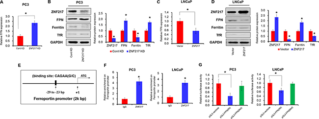 ZNF217 inhibits the expression of FPN to modulating iron metabolism.