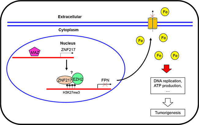 A scheme diagram deciphering the mechanism underlying ZNF217 exerts oncogenic role in prostate cancer by restraining ferroportin-conducted iron egress.