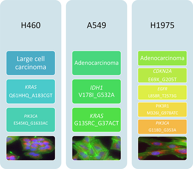 Histological and mutational characterisation of NSCLC cell lines.