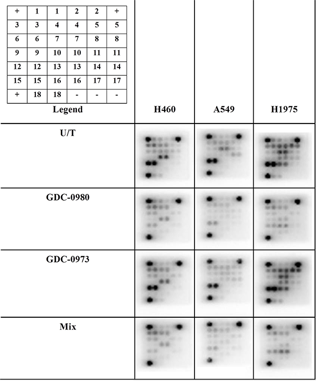 The effects of co-targeting PI3K-mTOR and MEK on phosphoprotein expression in a panel of three NSCLC cell lines.