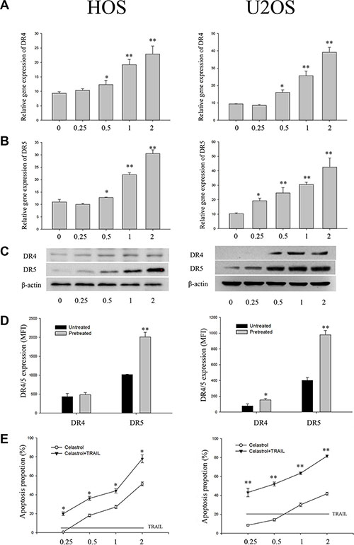 Impact of celastrol on DR4 and DR5 expression in OS cell lines (HOS and U2OS).