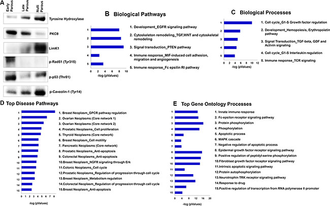 Confirmation of proteomic changes using Western blot and MetaCore knowledge-based bioinformatics analysis of the late/nulliparous serum proteome.