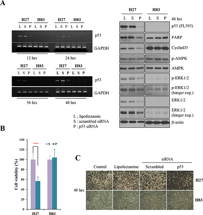 Knockdown analysis of p53 in tumor cells from GOF mutant or null mice.