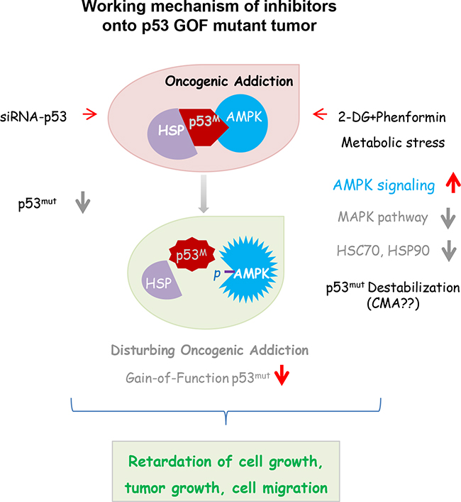 Synergistic influence is expected in cells harboring a GOF p53 mutation, when oncogene addiction and tumor metabolism are simultaneously disturbed.