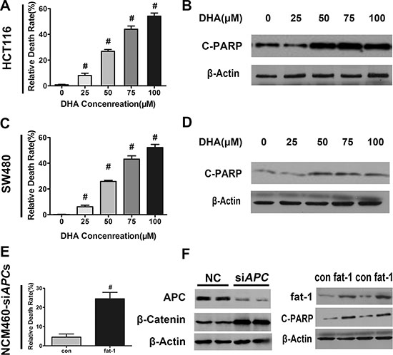 DHA promotes colorectal tumor cell apoptosis in vitro.