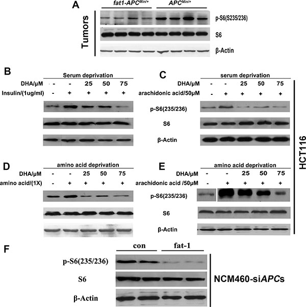 n-3 PUFAs inhibit mTORC1 signaling in vivo and in vitro.