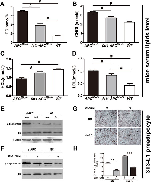 n-3 PUFAs inhibit serum lipids in APCMin/+ mice and suppress differentiation preadipocytes with silenced APC.