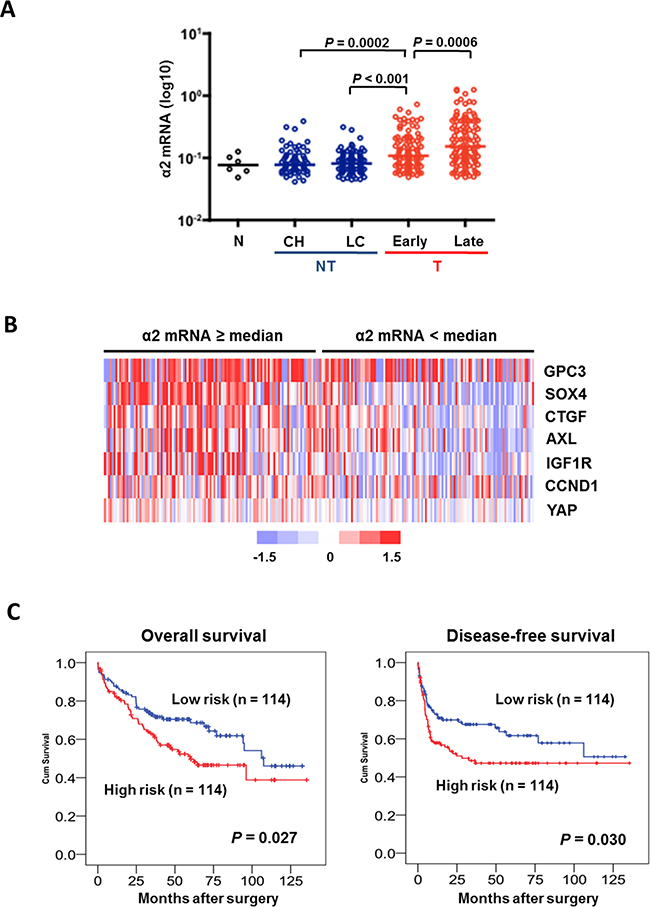 Figure 5. An integrin &#x03B1;2-activated YAP oncogenic signature predicts prognostic outcomes in HCC patients.