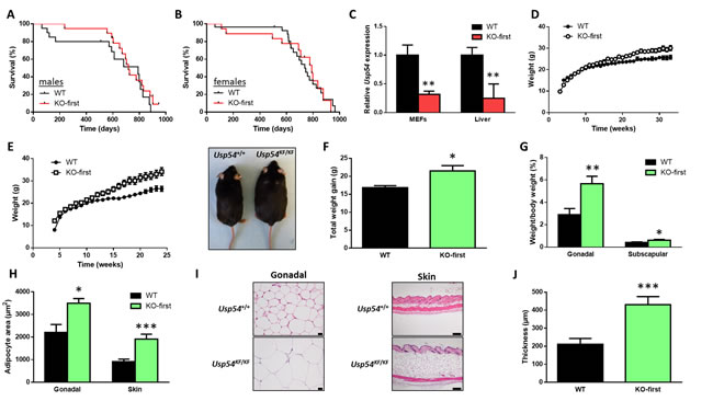 Usp54 is dispensable for embryonic development and adult mice lifespan.