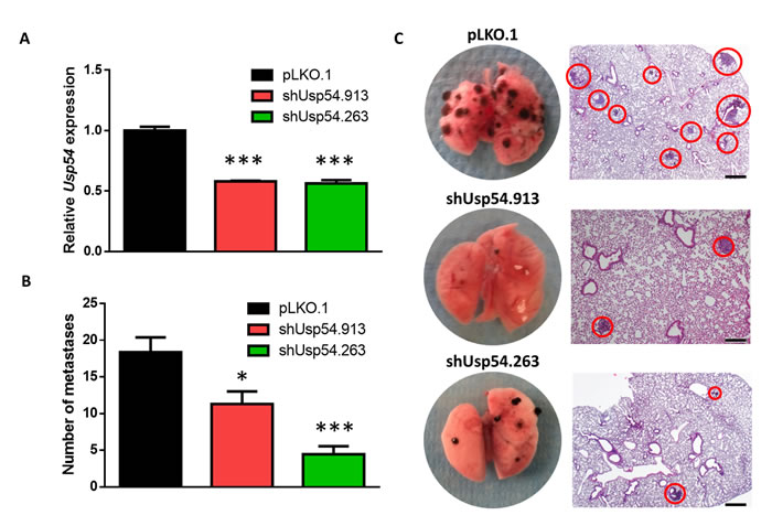USP54 deficiency inhibits lung metastasis formation.