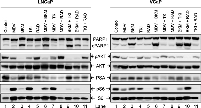 Biochemical effect of perturbations with various drugs, affecting the AR- and PI3K-signaling pathways, and their two-drug combinations in two PCa lines; LNCaP (left), and VCaP (right).