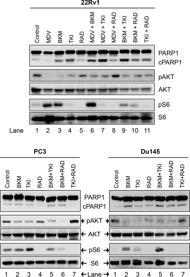 Biochemical effect of perturbations with various two-drug combinations in three CRPC PCa lines: 22Rv1, PC3, and Du145.