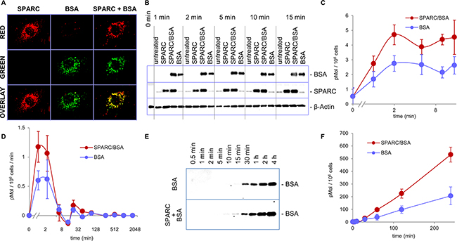 SPARC enhances internalization and transcytosis of albumin.
