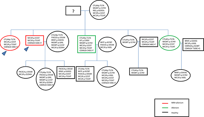 Pedigree including the mutational results.