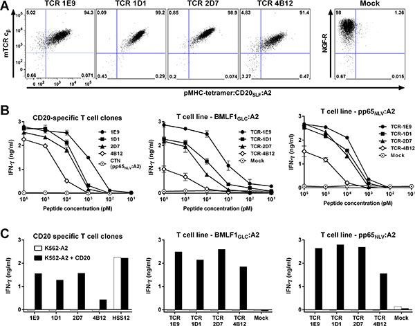 Functional avidity measured of T-cell clones depends on affinity of TCR.