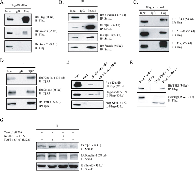 Kindlin-1 is required for the interaction of T&#x03B2;RI with Smad3 in CRC cells.
