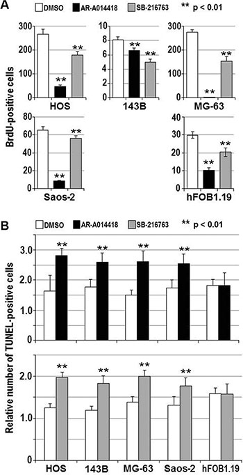 Effects of GSK-3&#x03B2; inhibitors on the proliferation and apoptosis of osteosarcoma cells and osteoblasts.