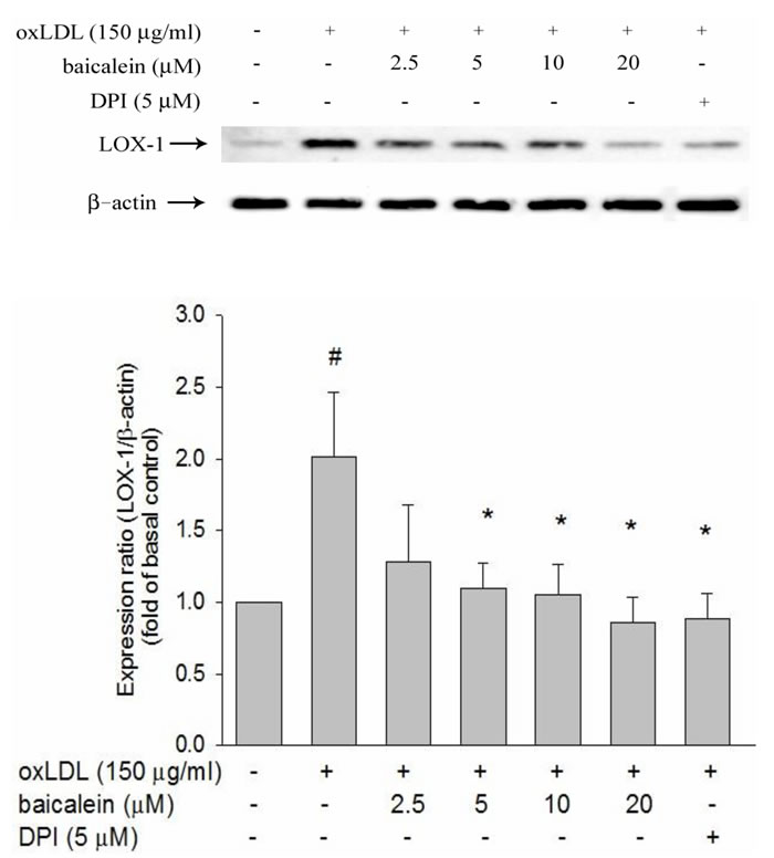 Inhibitory effects of baicalein on oxLDL-induced endothelial LOX-1(a lectin-like oxLDL receptor-1) protein expression.