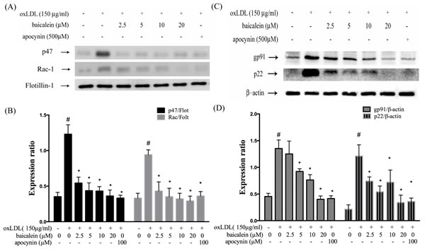 Baicalein attenuated the level of NADPH oxidase membrane assembly.