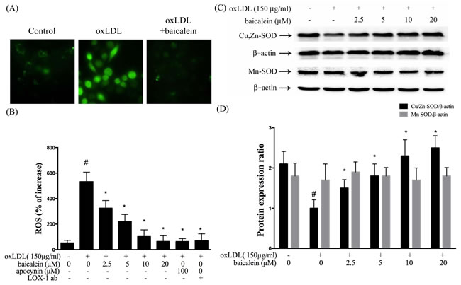 Inhibitory effects of baicalein on oxLDL-induced ROS generation in HUVECs.