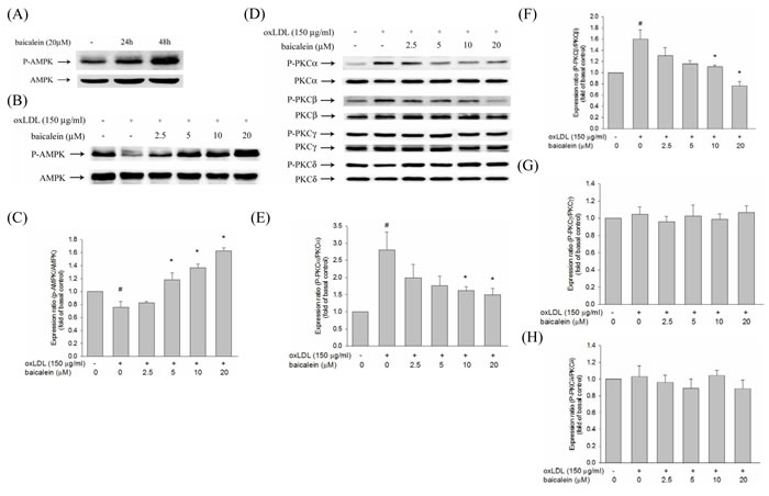 Effects of baicalein on oxLDL-impaired phosphorylation of AMPK and PKC activation in HUVECs.