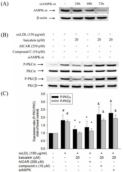 Effects of baicalein on oxLDL-induced phosphorylation of PKC&#x3b1; and PKC&#x3b2;.