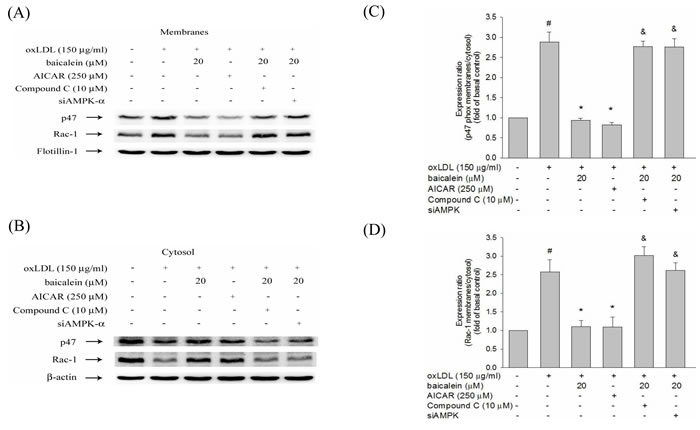 Effects of baicalein on oxLDL-induced subunit of NADPH oxidase complex p47phox and Rac-1 membrane translocation.